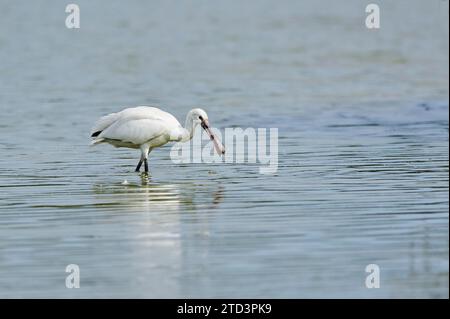 Eurasischer Löffelschnabel (Platalea leucorodia) zu Fuß im Wasser, Camargue, Frankreich Stockfoto