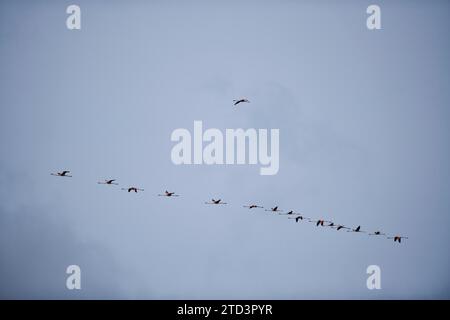 Großer Flamingos (Phoenicopterus roseus), fliegen in den Himmel, Parc Naturel Regional de Camargue, Frankreich Stockfoto