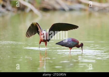 Hochglanzibis (Plegadis falcinellus) Landung im Wasser, Camargue, Frankreich Stockfoto