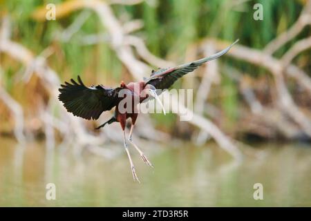 Hochglanzibis (Plegadis falcinellus) Landung im Wasser, Camargue, Frankreich Stockfoto