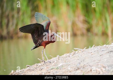 Glossy ibis (Plegadis falcinellus) Landung am Boden, Camargue, Frankreich Stockfoto