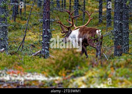 Finnische Waldrentiere (Rangifer tarandus fennicus), wild, im Wald, Kuhmo, Kainuu, nordosten Finnlands, Finnland Stockfoto