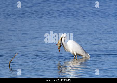 Reiher (Ardea alba), der im Wasser steht und einen Hecht verschlingt, Chiemsee, Oberbayern, Bayern, Deutschland Stockfoto