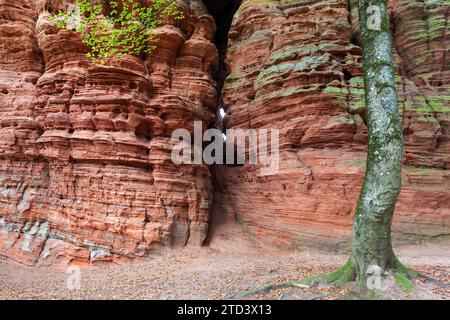 Altes Burggestein, rote Sandsteinformation, Natur- und Kulturdenkmal, Brechenberg bei Eppenbrunn, Pfälzerwald, Rheinland-Pfalz Stockfoto