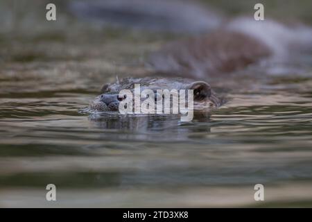 Europäischer Otter (Lutra lutra), Erwachsener schwimmt in einem Fluss, Norfolk, England, Vereinigtes Königreich Stockfoto