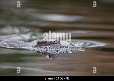 Europäischer Otter (Lutra lutra), adultes Tier, das in einem Fluss schwimmt, Norfolk, England, Vereinigtes Königreich Stockfoto