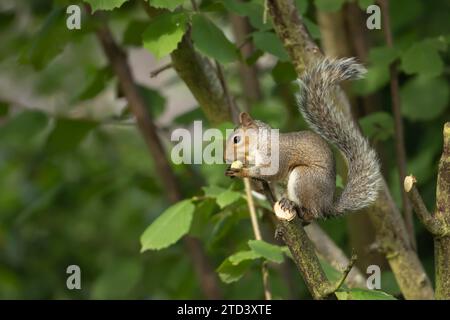 Graues Eichhörnchen (Sciurus carolinensis), adultes Tier, das an einer Nuss in einem Haselbaum füttert, Suffolk, England, Vereinigtes Königreich Stockfoto