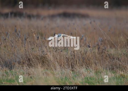 Scheuneneule (Tyto alba) erwachsener Vogel im Flug über Grasland, Norfolk, England, Vereinigtes Königreich Stockfoto
