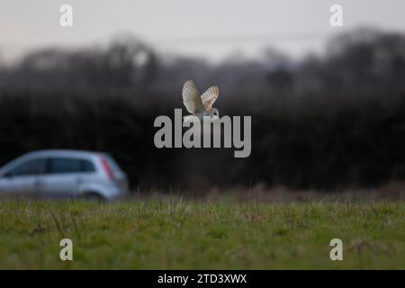 Scheuneneule (Tyto alba) erwachsener Vogel im Flug über Grasland mit einem Auto im Hintergrund, Norfolk, England, Vereinigtes Königreich Stockfoto