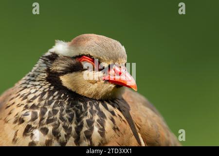 Roter oder französischer Rebhühner (Alectoris rufa) schlafender Erwachsenenvogel, Norfolk, England, Vereinigtes Königreich Stockfoto