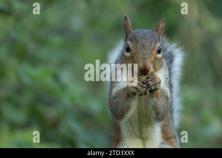 Graues Eichhörnchen (Sciurus carolinensis), adultes Tier, das an einer Haselnuss füttert, Suffolk, England, Vereinigtes Königreich Stockfoto