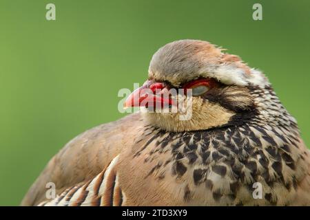 Roter oder französischer Rebhühner (Alectoris rufa) schlafender Erwachsenenvogel, Norfolk, England, Vereinigtes Königreich Stockfoto