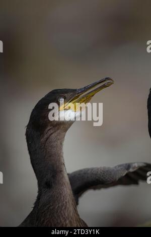 Europäischer Schweinekopf (Phalacrocorax aristotelis) Porträt des jungen Vogels, Northumberland, England, Vereinigtes Königreich Stockfoto