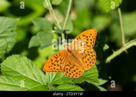 Silbergewaschener Fritillary (Argynnis Paphia)-Schmetterling, der auf einem Blatt in einem Wald ruht, Sufolk, England, Vereinigtes Königreich Stockfoto