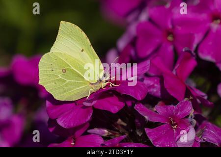 Schwefel-(Gonepteryx rhamni)-Schmetterling männlich, der auf einem Garten lebt Phlox-Blüte, Norfolk, England, Vereinigtes Königreich Stockfoto