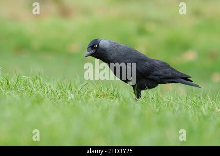 Jackdaw (Corvus monedula) erwachsener Vogel auf einem Gartenrasen, Suffolk, England, Vereinigtes Königreich Stockfoto