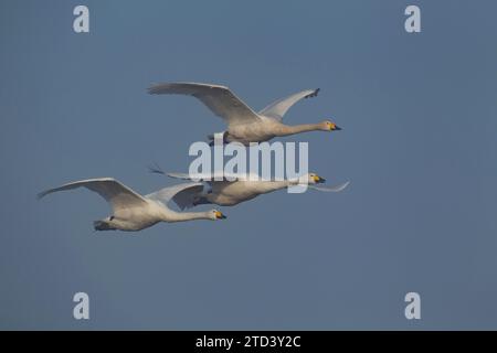 Singschwan (Cygnus cygnus) drei Erwachsene Vögel im Flug, Cambridgeshire, England, Vereinigtes Königreich Stockfoto