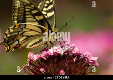 Englischer Schwalbenschwanz-Schmetterling (Papilio machaon), Erwachsener, der eine süße william-Blüte (Dianthus barbatus) ernährt, Norfolk, England, Vereinigtes Königreich Stockfoto