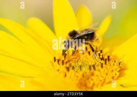 Buff Tail Hummel (Bombus terrestris) Erwachsene Fütterung auf einem gelben Garten Cosmos Blume, Suffolk, England, Vereinigtes Königreich Stockfoto
