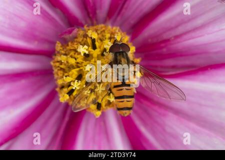 Gewöhnliche hoverfly (Eupeodes corollae), Erwachsene, die eine Cosmos-Blume fressen, Suffolk, England, Vereinigtes Königreich Stockfoto