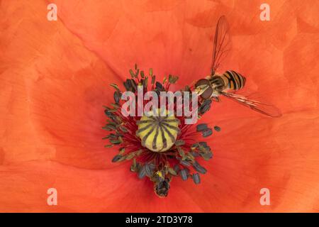 Gewöhnliche hoverfly (Eupeodes corollae), Erwachsene, die eine Mohnblume (Papaver rhoeas) fressen, Suffolk, England, Vereinigtes Königreich Stockfoto