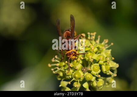 Europäische Hornissen (Vespa crabro), Erwachsene, die an einer Efeu-Blüte (Hedera Helix) fressen, Suffolk, England, Vereinigtes Königreich Stockfoto