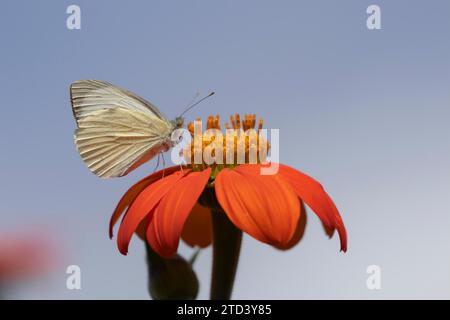 Großer weißer Schmetterling (Pieris brassicae), Erwachsener, der auf einem Garten ernährt mexikanische Sonnenblume (Tithonia spp.), Suffolk, England, Vereinigtes Königreich Stockfoto