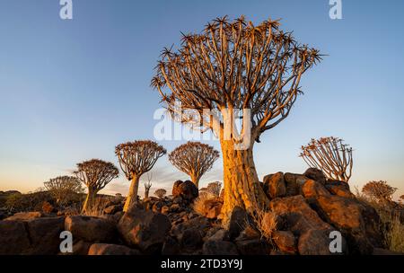 Köcherbäume (Aloe dichotoma) im Köcherbaumwald bei Sonnenuntergang, Keetmanshope, Kharas, Namibia Stockfoto