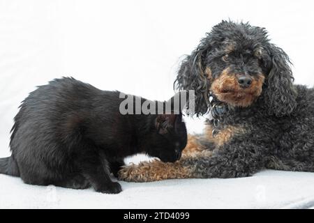 Schwarze Katze leckt das Bein eines kleinen Pudels, schwarz und braun, Kiel, Schleswig-Holstein, Deutschland Stockfoto