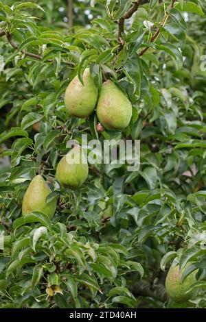 Birnen, Schnecke, Birnenbaum, Kiel, Schleswig-Holstein, Deutschland Stockfoto