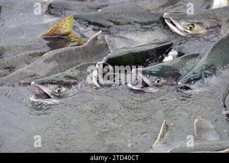 Rosafarbene Lachse (Oncorhynchus gorbuscha) schwimmen dicht am Fluss, Prince William Sound, Alaska Stockfoto