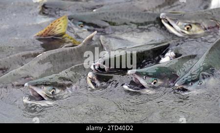 Rosafarbene Lachse (Oncorhynchus gorbuscha) schwimmen dicht am Fluss, Prince William Sound, Alaska Stockfoto