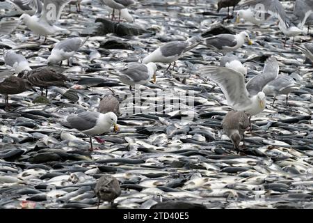 Tausende toter rosafarbener Lachse (Oncorhynchus gorbuscha) liegen am Pazifik-Strand und Möwen hacken sich die Augen aus, Prince William Sound, Alaska Stockfoto