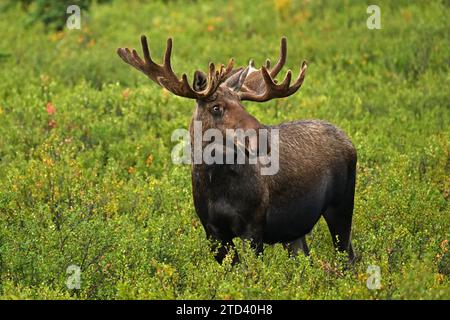 Bullenelch (Alces alces) in der Tundra, Denali National Park Stockfoto