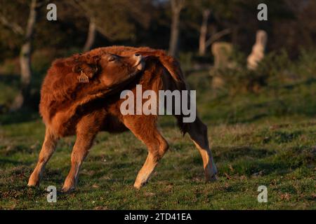 Ein Kalb, das während eines warmen Sonnenuntergangs auf den Wiesen des Jaizkibel in Irún, Gipuzkoa, Baskenland, Spanien weidet. Stockfoto