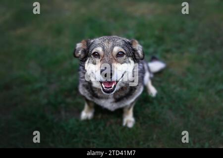 Süßer Hund, der auf dem Gras sitzt und lächelt Stockfoto