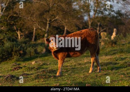 Ein Kalb, das während eines warmen Sonnenuntergangs auf den Wiesen des Jaizkibel in Irún, Gipuzkoa, Baskenland, Spanien weidet. Stockfoto