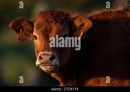 Nahaufnahme eines Kuhkalbes, das während eines warmen Sonnenuntergangs auf den Wiesen des Mount Jaizkibel in Irun, Gipuzkoa, Baskenland, Spanien, in die Kamera schaut. Stockfoto