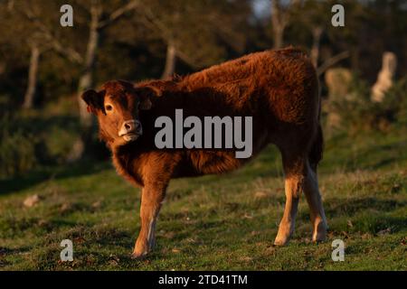 Ein Kalb, das während eines warmen Sonnenuntergangs auf den Wiesen des Jaizkibel in Irún, Gipuzkoa, Baskenland, Spanien weidet. Stockfoto