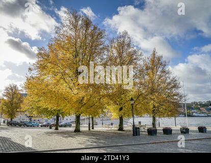 Bäume im Herbstlaub, Norra Riddarholmshamnen, Insel Riddarholmen, Altstadt Gamla Stan, Stockholm, Schweden Stockfoto