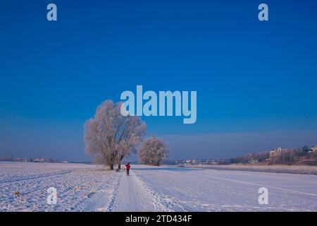 Jogger auf der Elbe in Dresden Stockfoto