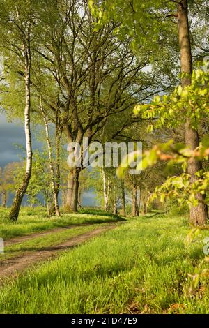 Ein sonniger, friedlicher Weg oder Landweg führt durch eine frühlingshafte Landschaft, gesäumt von einer grünen Sandbirke (Betula alba) oder Stockfoto