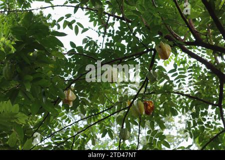 Unter dem Blick auf die Reifen Sternfrüchte (Averrhoa Carambola), die an einem Sternfruchenzweig hängen. Diese Frucht ist auch bekannt als die Carambola und enthält Hi Stockfoto