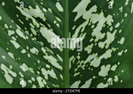 Junge frische Blattoberflächen-Ansicht eines bunten Rohrrohblattes (Dieffenbachia Seguine) mit den grünen und weißen Farben Stockfoto