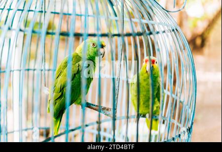 Porträt von zwei schönen grünen Papageien in einem Käfig. Zwei schöne und bunte Papageien mit Gelbnacken in einem Käfig Stockfoto