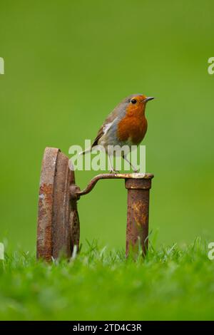 Europäischer rotkehlchen (Erithacus rubecula) erwachsener Vogel auf einem Garteneisernen Ornament, Norfolk, England, Vereinigtes Königreich Stockfoto