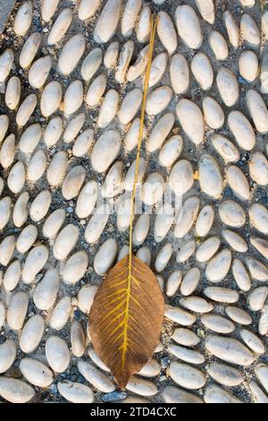 Ein separates trockenes Blatt der Herbstzeit Stockfoto