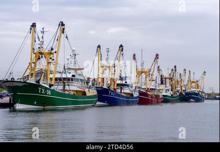 Trawler-Fischerboote im Hafen von Oudeschild, Texel, Westfriesische Insel, Nordholland, Niederlande Stockfoto