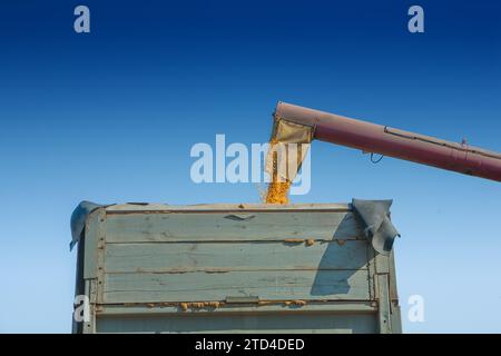 Verladen von Maiskörnern in einen Kipper Stockfoto