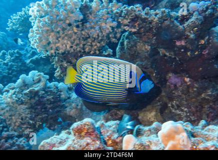 Kaiserfisch (Pomacanthus Imperator), Unterwasserfoto, Tauchplatz Inmo Housereef, Dahab, Golf von Aqaba, Rotes Meer, Sinai, Ägypten Stockfoto